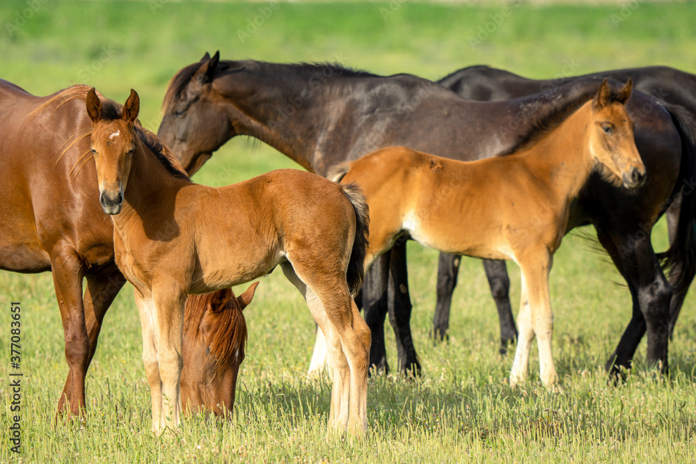 Fototapeta premium Italy Tuscany Grosseto, natural park of the Maremma nature reserve Alberese Uccellina free animals
