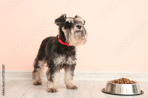 Cute dog and bowl with food near color wall photo