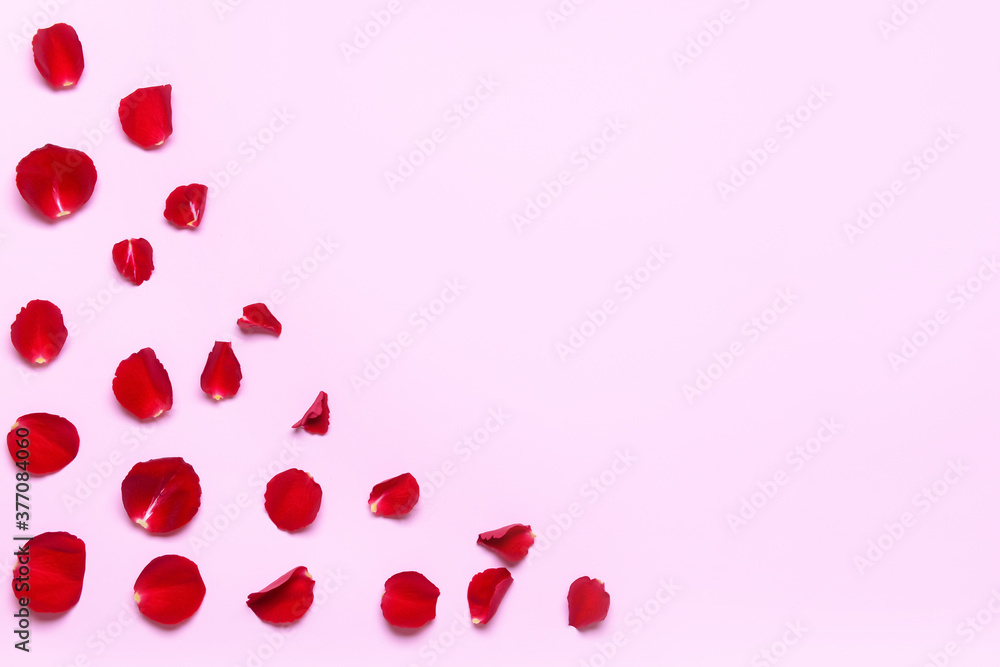 Beautiful rose petals on color background