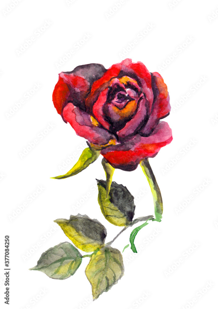 Water color red-black romantic rose flower illustration Water color red-black romantic rose flower illustration