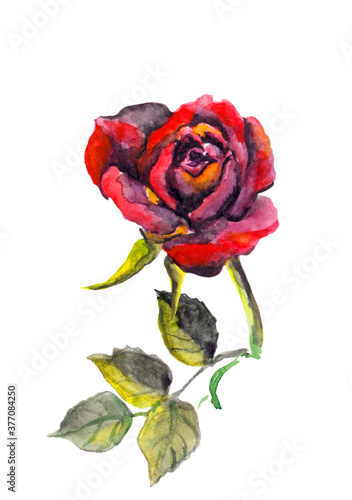 Water color red-black romantic rose flower illustration