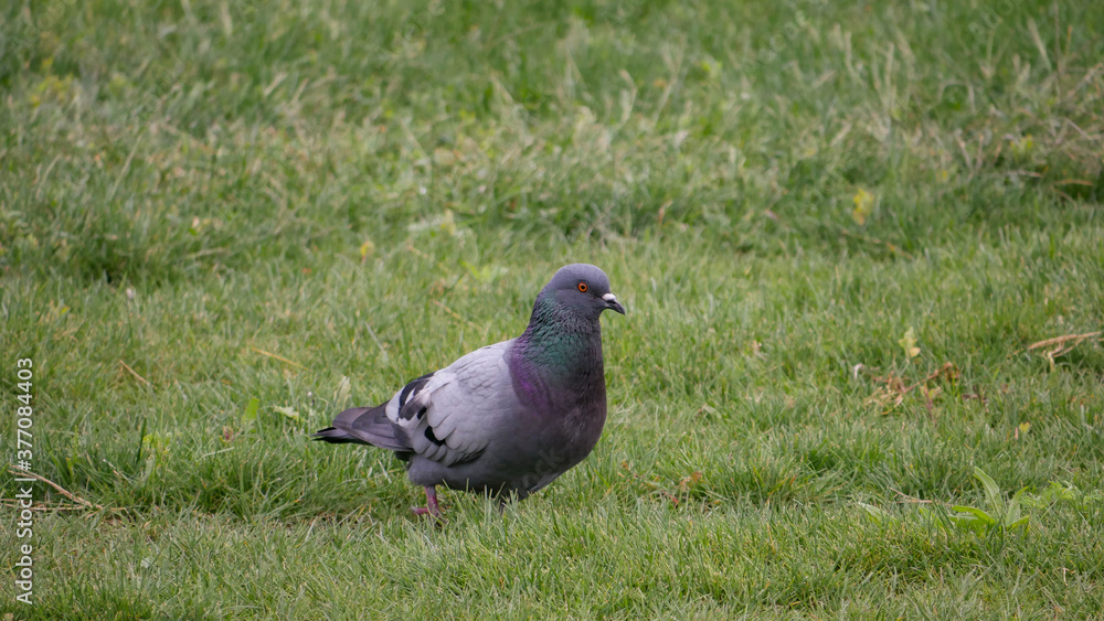 Obraz premium Pigeon on the grass