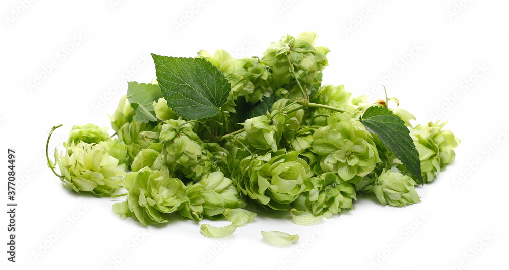 Fresh hops, Humulus lupulus isolated on white background Fresh hops, Humulus lupulus isolated on white background