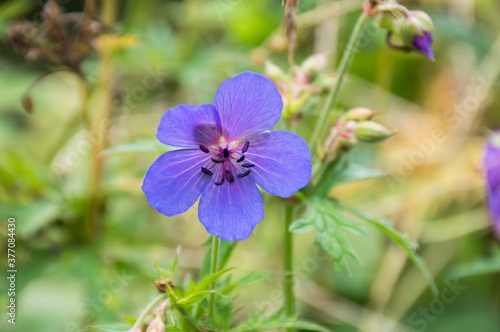 Fototapeta Naklejka Na Ścianę i Meble -  purple flower in the garden