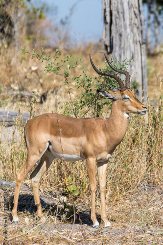 Profile portrait of male impala showing the right part of the body, the entire head in profile and the curvature of the horns. Scientific name: Aepyceros melampus. Moremi Game Reserve, Botswana-Africa