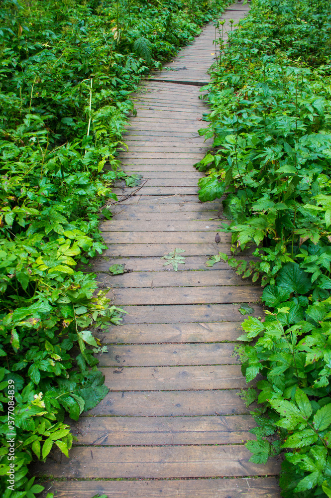 wood foot path in the summer forest wood foot path in the summer forest
