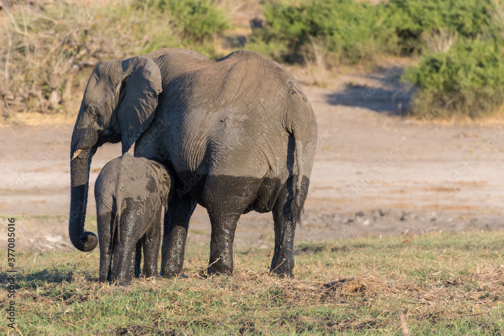 A baby African elephant reaching out her mother for some milk after a swim in Chobe river. With space for copy. Chobe National Park, Botswana - Africa