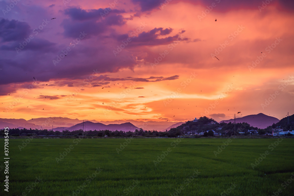 Fototapeta premium Beautiful view of rice paddy field during sunset. Nature composition