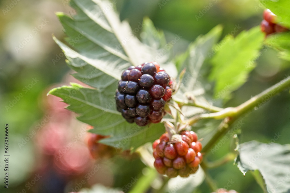 Closeup of a bramble bush growing delicious wild blackberries Closeup of a bramble bush growing delicious wild blackberries