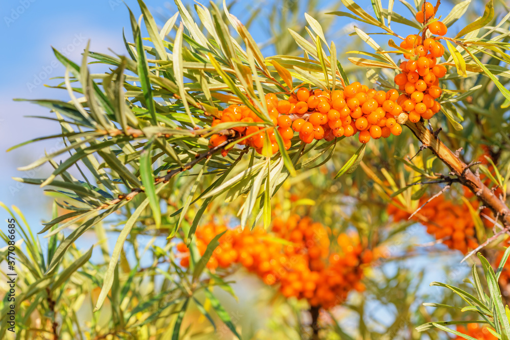 Branch of orange sea buckthorn berries Branch of orange sea buckthorn berries