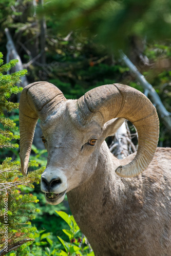 Bighorn sheep ram with long horns close up with a green background of lush vegetation - Glacier National Park, MT - USA