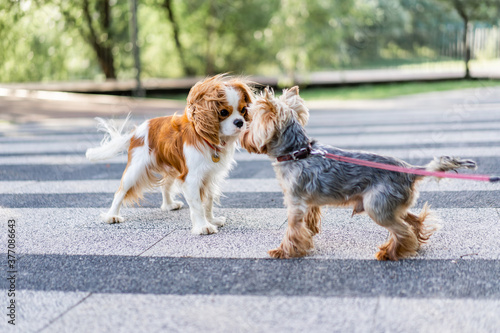 cavalier king charles spaniel