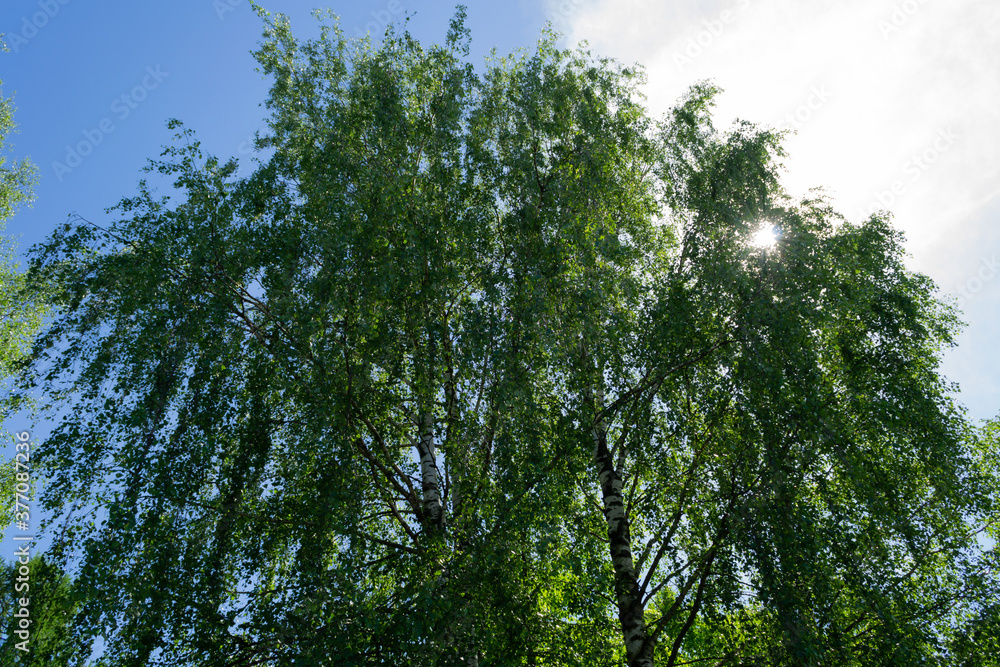 birch trees in green foliage in Sunny weather birch trees in green foliage in Sunny weather