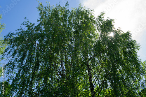 birch trees in green foliage in Sunny weather