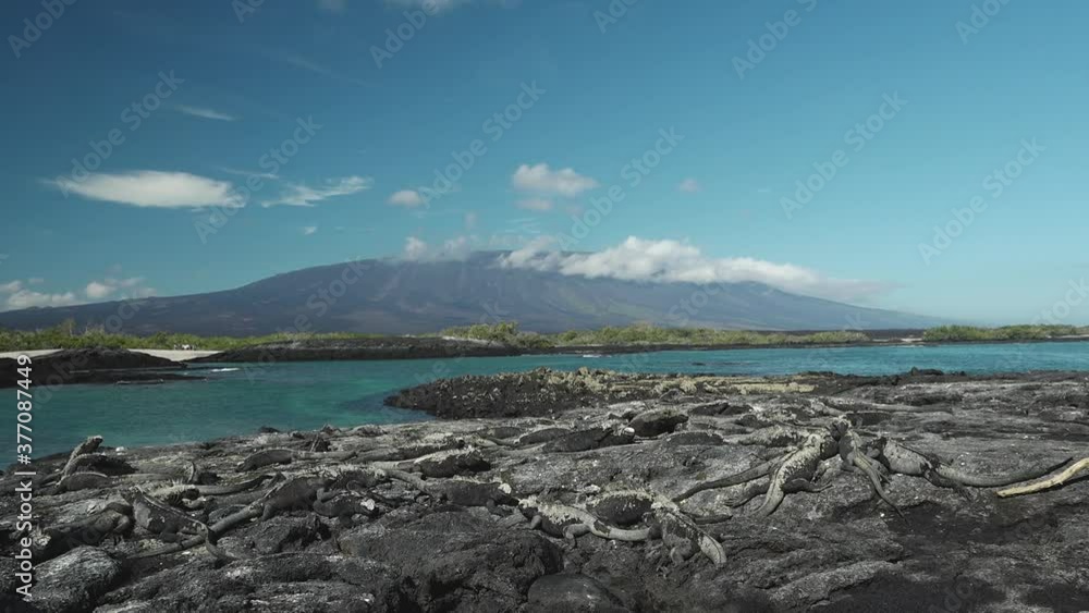 Mass of Marine Iguanas Crawling Over Each Other on Rocky Shore in front of Volcano on Fernandina Island, Galapagos Mass of Marine Iguanas Crawling Over Each Other on Rocky Shore in front of Volcano on Fernandina Island, Galapagos