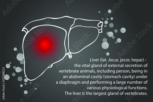 Liver. Pain. Silhouette of internal organs. Medical education. Health problems.