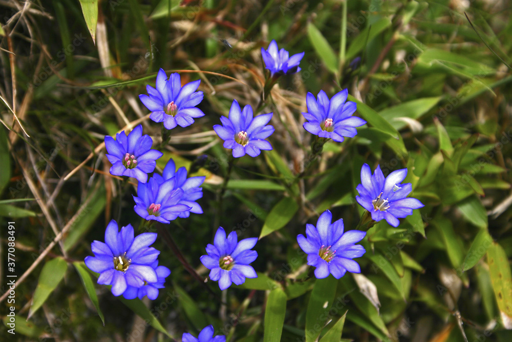Alishan gentian Taiwan Alishan gentian Taiwan