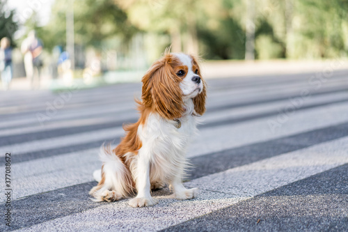 cavalier king charles spaniel