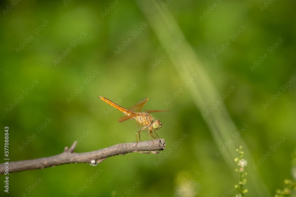 Brachythemis contaminata or ditch jewel a dragonfly species perched in natural green background at keoladeo national park or bharatpur bird sanctuary rajasthan india Brachythemis contaminata or ditch jewel a dragonfly species perched in natural green background at keoladeo national park or bharatpur bird sanctuary rajasthan india