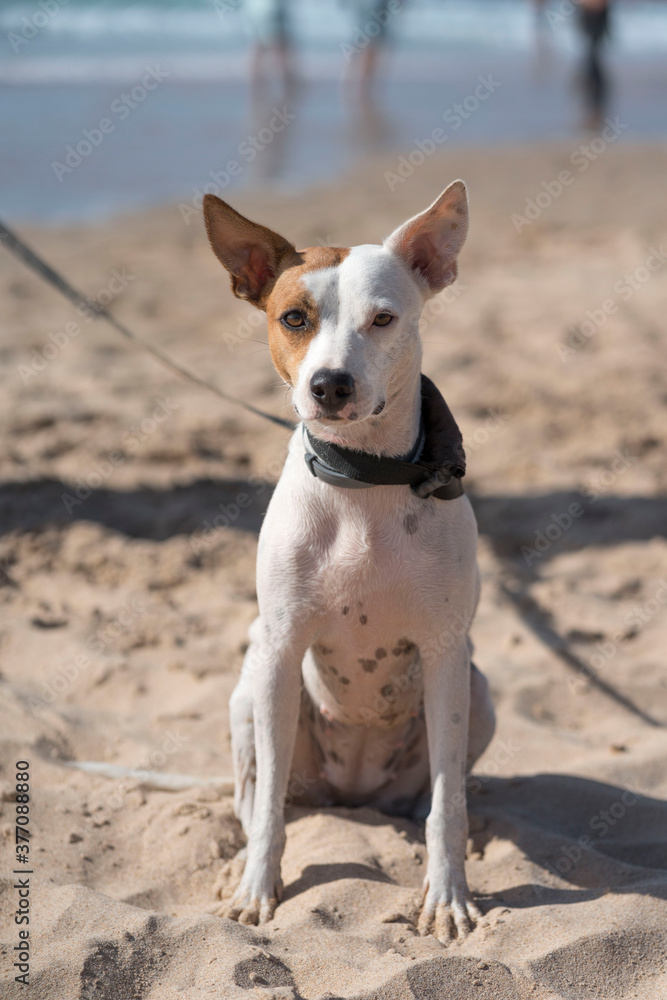 dog sitting and tied on the beach dog sitting and tied on the beach