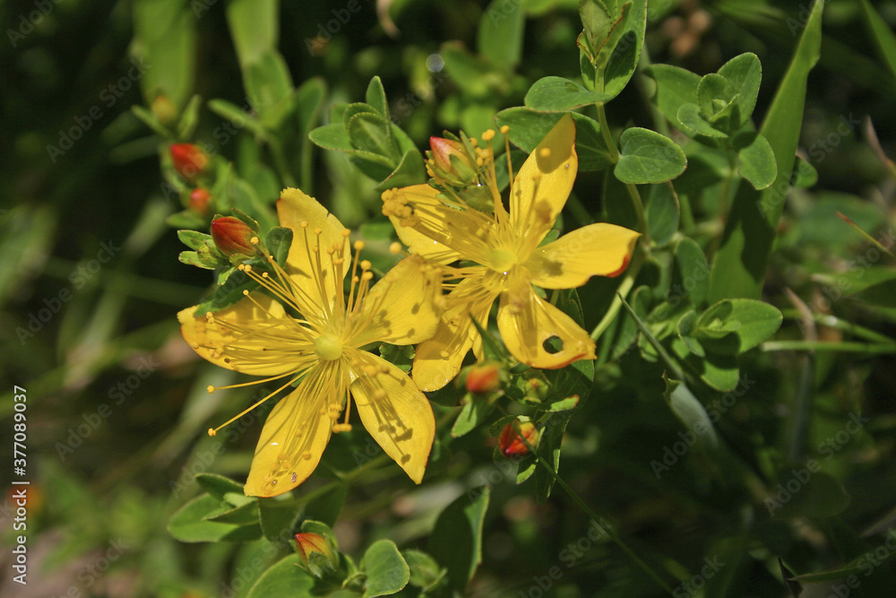 Fototapeta premium Yushan Hypericum Taiwan
