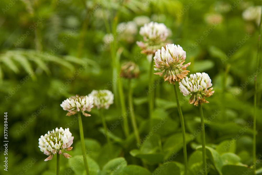 White flower clover Taiwan White flower clover Taiwan