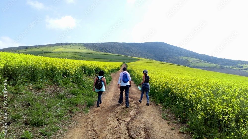 Three hikers on a dirt track in a lime green landscape