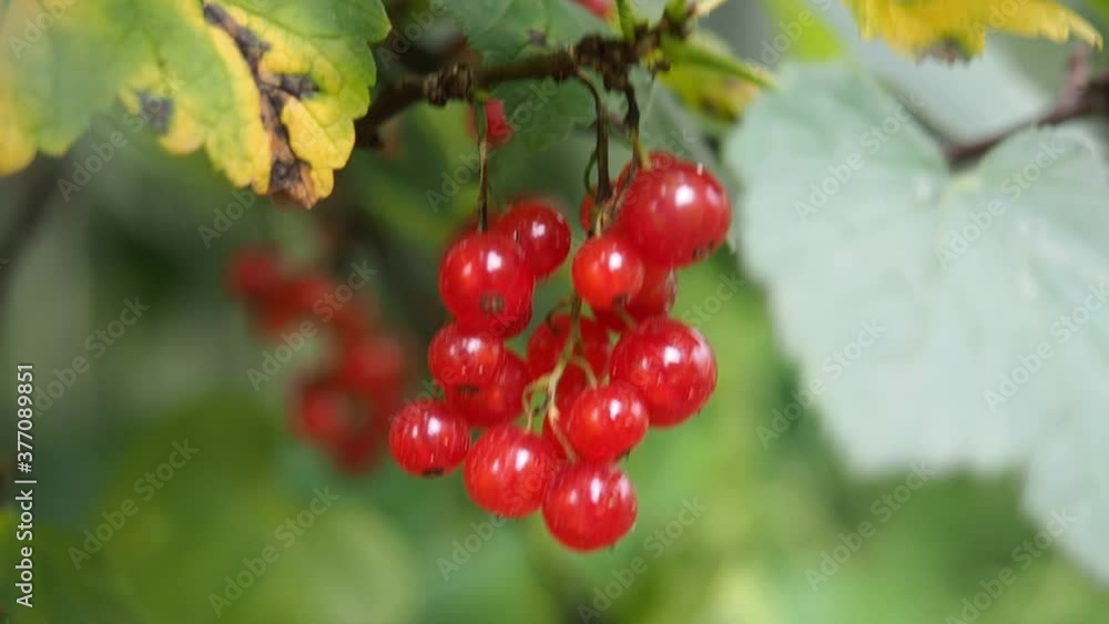 Fresh currant red berries in the garden. Juicy ripe berries of a red currant on a bush. Fresh currant red berries in the garden. Juicy ripe berries of a red currant on a bush.
