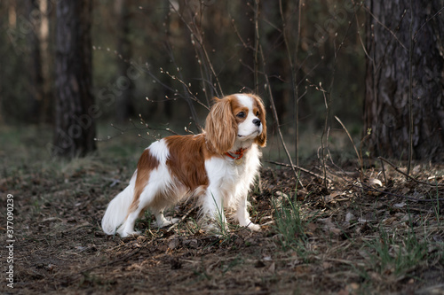 cavalier king charles spaniel