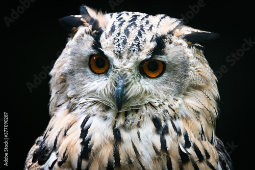 Close-up of a beautiful owl.