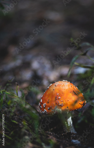 mushroom