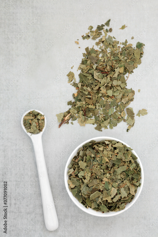 Fototapeta premium Dried birch leaves used in herbal medicine for weight loss, lowers cholesterol, strengthens the immune system, aids digestion, is a diuretic & anti inflammatory. Betula alba.