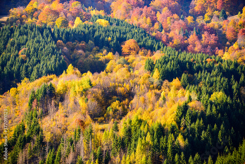 Autumn forest nature. Yellow and green color in autumn forest. Landscape of mountains during autumn time.