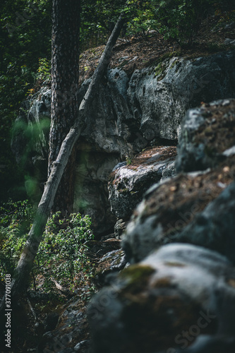 Forest
