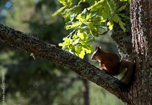 A brown squirrel looking for cones in an oak tree © puteli