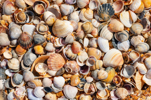 Lots of beautiful seashells. Topics on the marine theme. Shell beach.