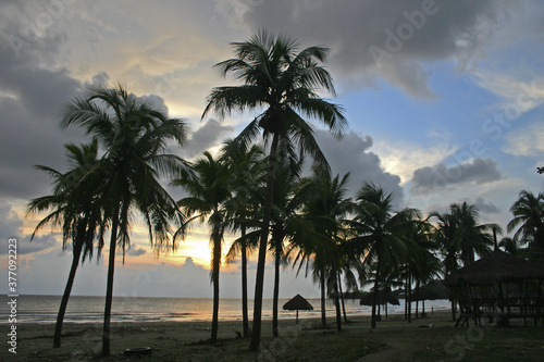 Philippines Laoag Coconut Grove Sunset