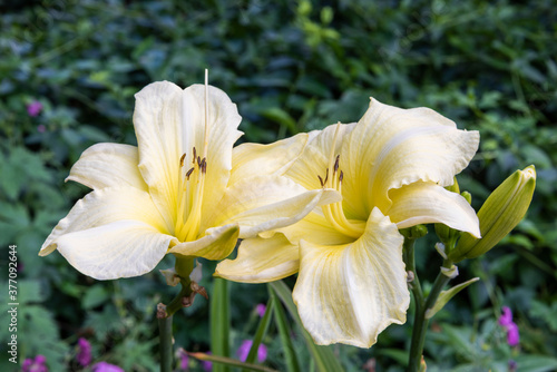 Tableau sur toile Close up of two pale lemon yellow flowers of Daylily, Hemerocallis 'Iron Gate Glacier', with blurred herbaceous border foliage in background
