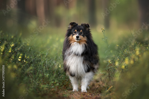 tricolor sheltie dog standing in the forest in summer