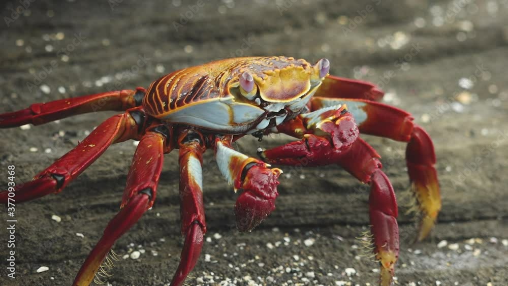 Portrait of Red Sally Lightfoot Crab on Fernandina Island, Galapagos Portrait of Red Sally Lightfoot Crab on Fernandina Island, Galapagos