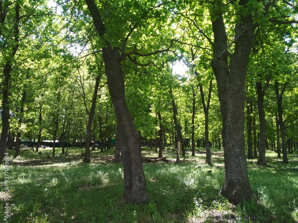 trees in the park