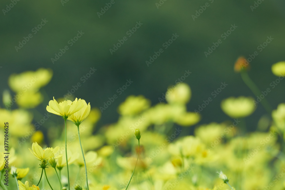 Obraz premium キバナコスモスのレモンブライト