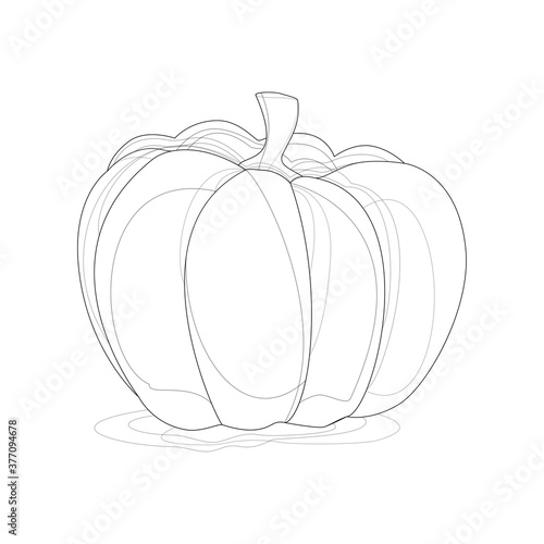 Autumn vegetable Pumpkin. A sketch on a white background for Halloween. Black and white.