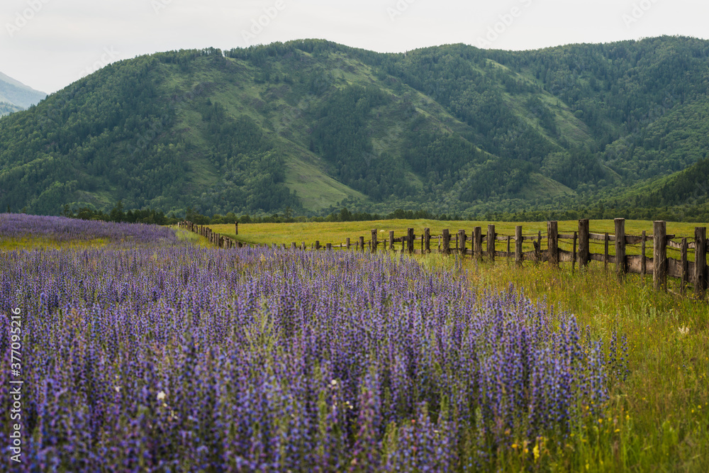Obraz premium field of purple lavender blooming in the Altai mountains