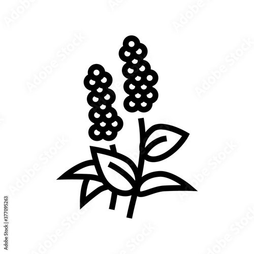 patchouli flowers aromatherapy line icon vector. patchouli flowers aromatherapy sign. isolated contour symbol black illustration