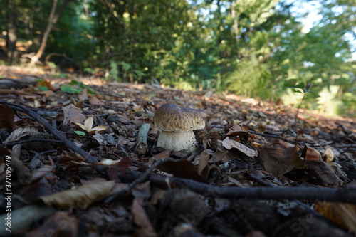 edible mushroom in the forest