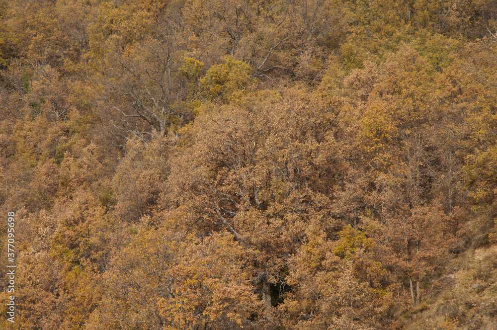 Forest in the Pyrenees of Huesca. Aragon. Spain.