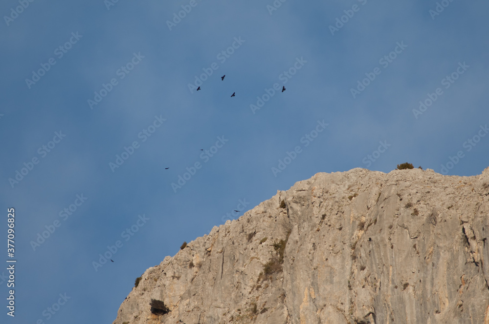 Flock of Alpine choughs Pyrrhocorax graculus flying over a cliff. Alto Añisclo. Pyrenees. Huesca. Aragon. Spain.