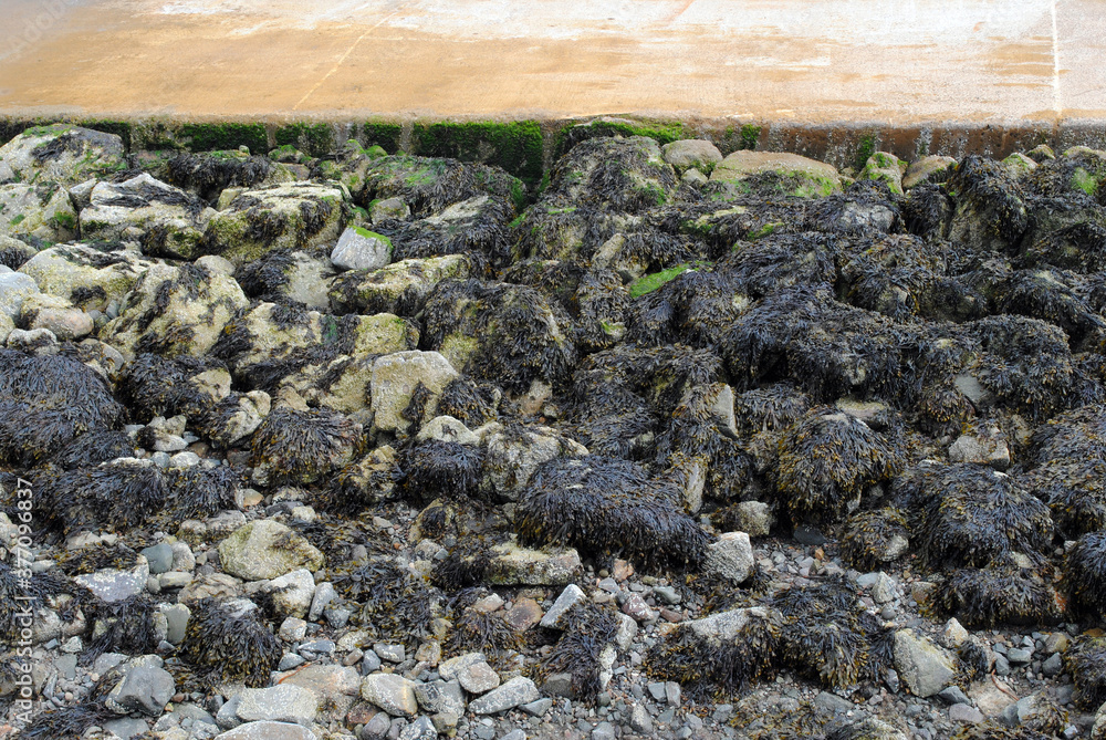 Seaweed Covered Rocks on Beach 