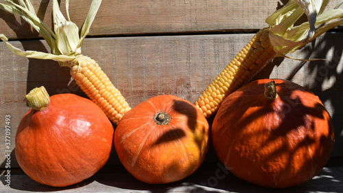 K  rbisse mit Mais vor Holzwand als herbstliches Motiv  aus dem Garten auf den Tisch  Hokaido in kr  ftigem Orange f  r Halloween und Herbst  